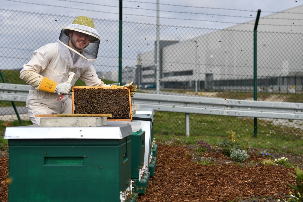 Biodiversität: Bienen im Dingolfinger BMW Werk.