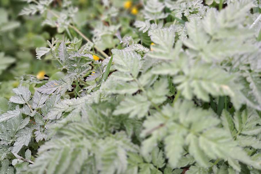 Close-up of the leaves of a green plant.