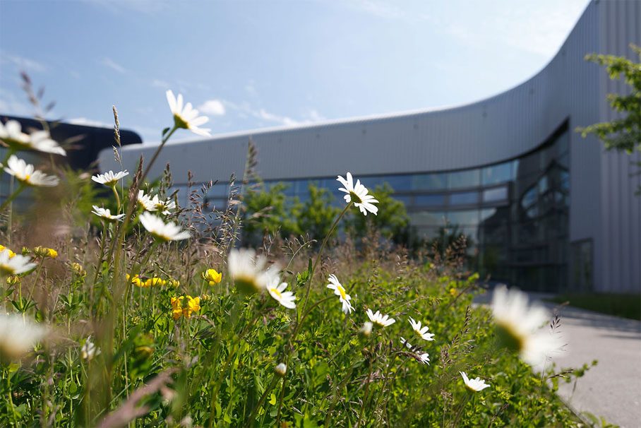 Ein Feld mit weißen Blumen vor einem Gebäude, das eine ruhige und harmonische Atmosphäre schafft.