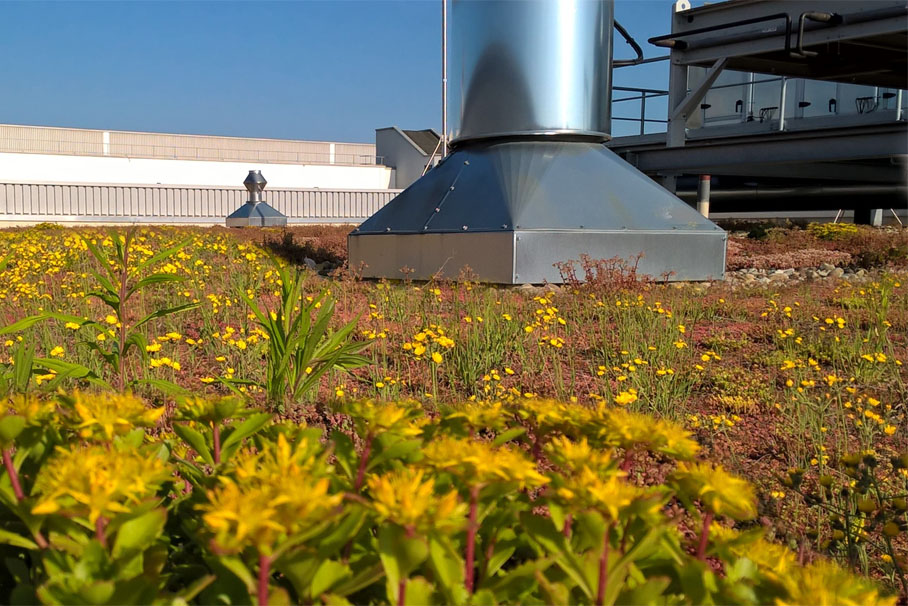 Eine grün bepflanztes Dach als Zeichen für Nachhaltigkeit bei der BMW Group.