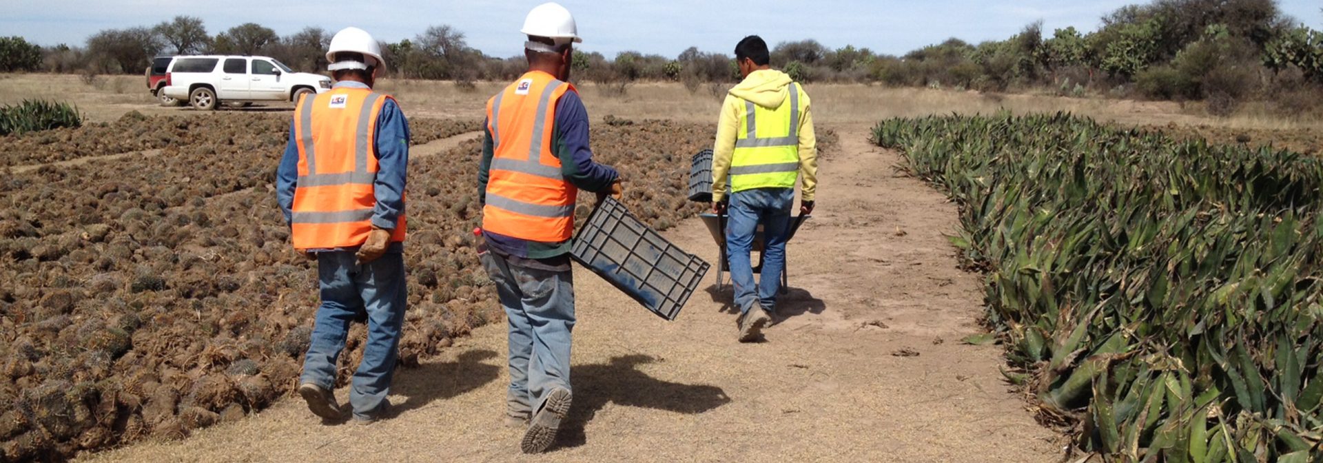 Reubicación de especies encontradas en el sitio de construcción.