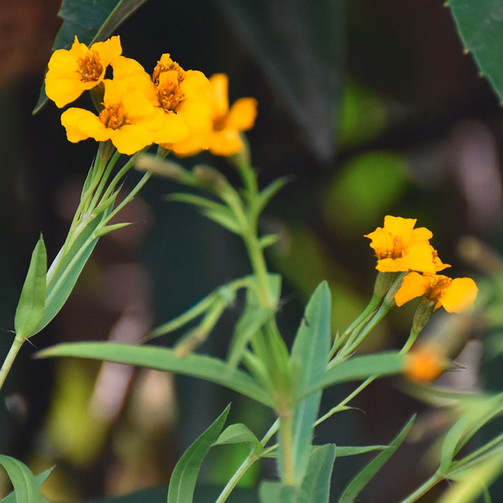 Bright yellow flowers in BMW Plant Spartanburg butterfly garden.